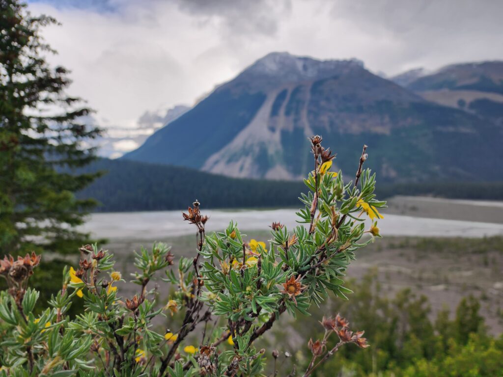 Stutfield Glacier